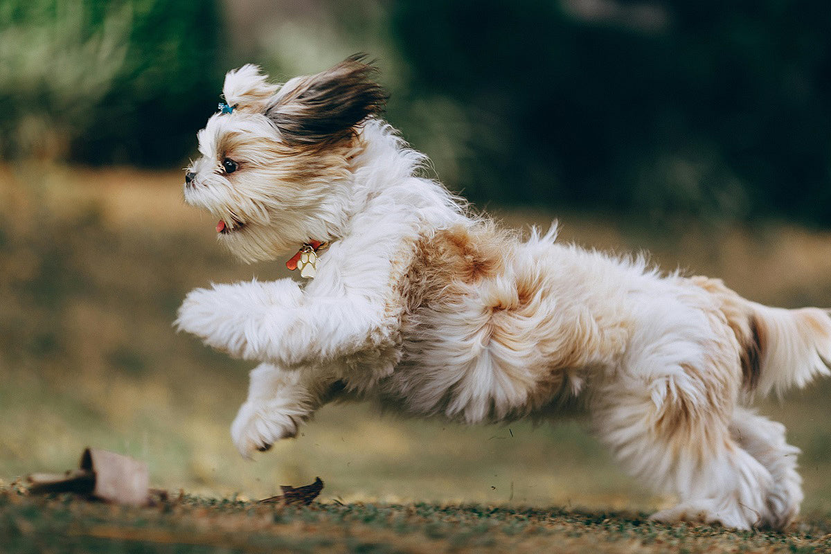 The Benefits of a Dog Playing How Playtime Boosts Health Schnuzzle