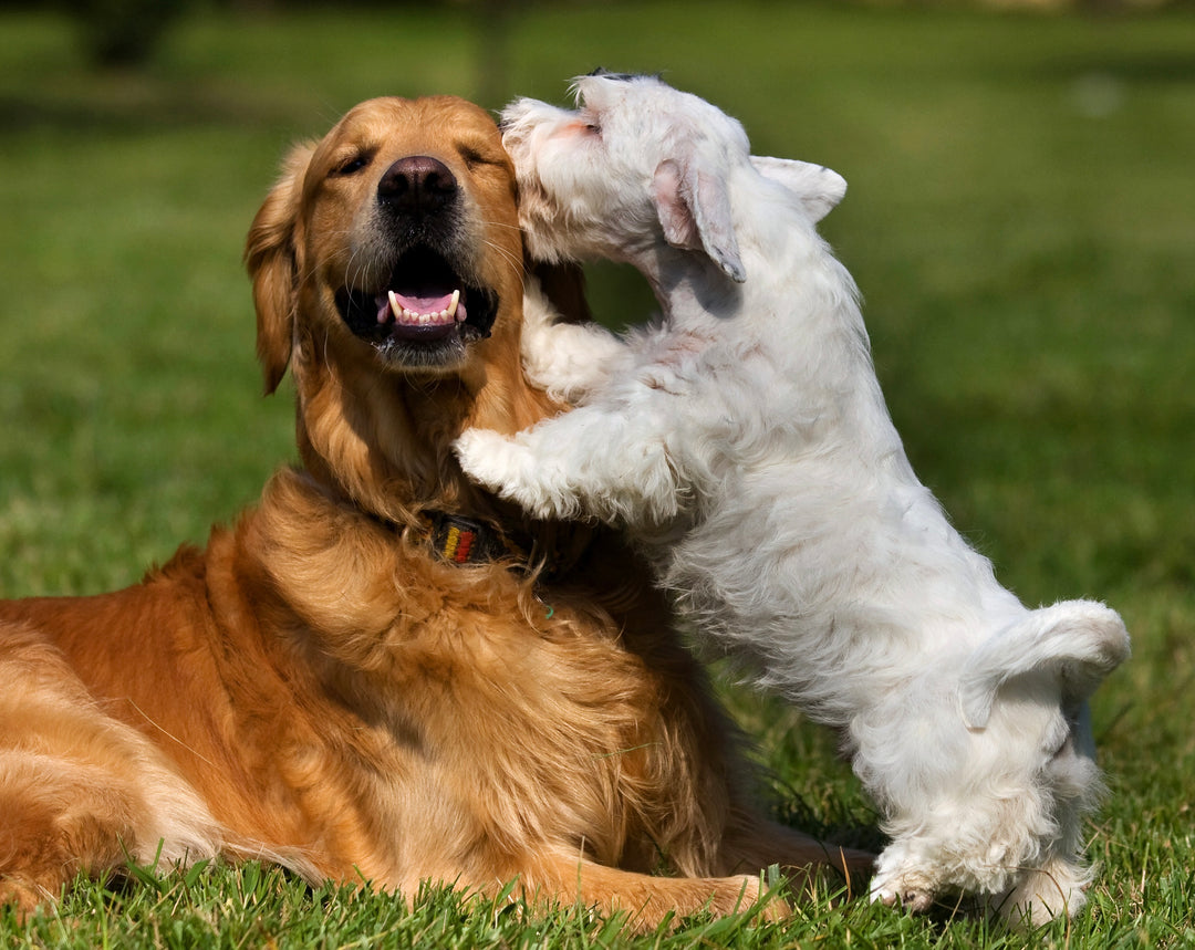 Two dogs playing together on the grass