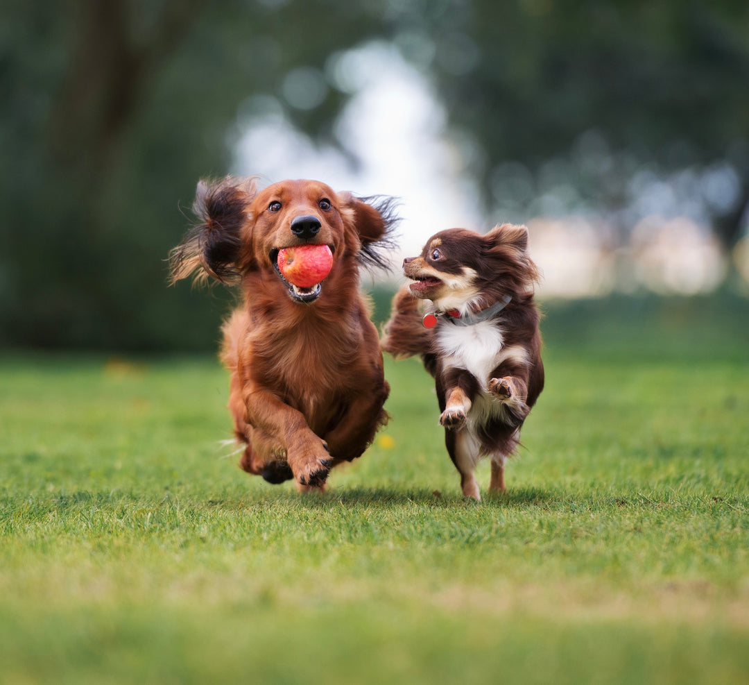 Two dogs running playfully outside, on the grass