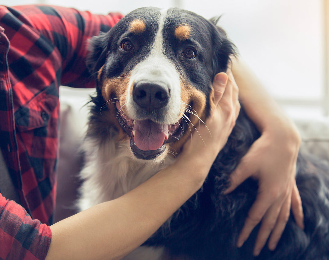 A man holding a dog in his arms